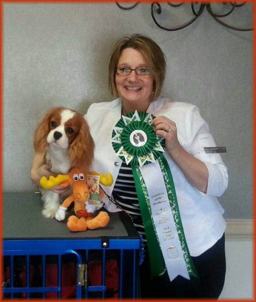 Best Puppy in Show - Judge Diane Searle, UK (Stonepit) - Cavaliers of the Northeast, Willaimsburg, VA (3/2015)