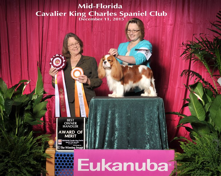 Ray Eukanuba Cavalier Specialty Dec 2015 AOM Owner Handler Cindy Huggins Large