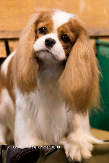 Ray Head Laura Davies Crufts