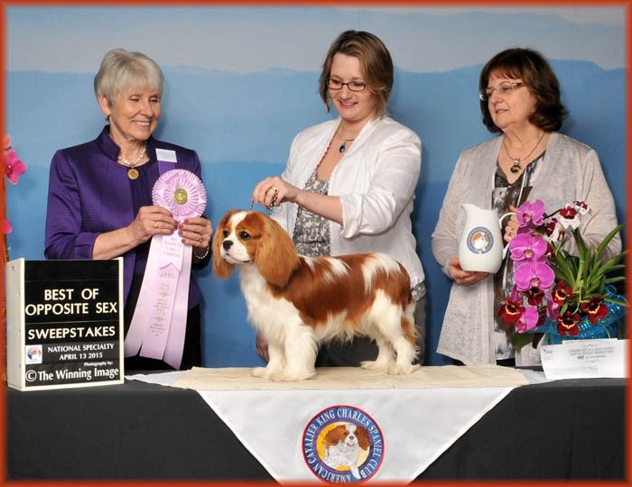 Best Of Opposite in Sweepstakes Judge Sandy Harrison - ACKCSC Nationals 2015 Asheville, NC