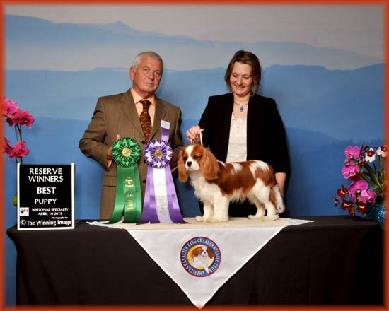 Reserve Winners Dog & Best Puppy, Judge Kevan Berry, UK (Ricksbury) - ACKCSC Nationals 2015 Asheville, NC