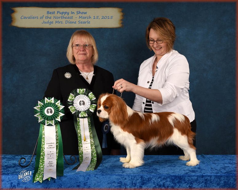 Best Puppy in Show - Judge Diane Searle, UK (Stonepit) - Cavaliers of the Northeast, Willaimsburg, VA (3/2015)