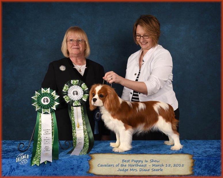 Best Puppy in Show - Judge Diane Searle, UK (Stonepit) - Cavaliers of the Northeast, Willaimsburg, VA (3/2015)