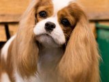 Ray Head Laura Davies Crufts.jpg